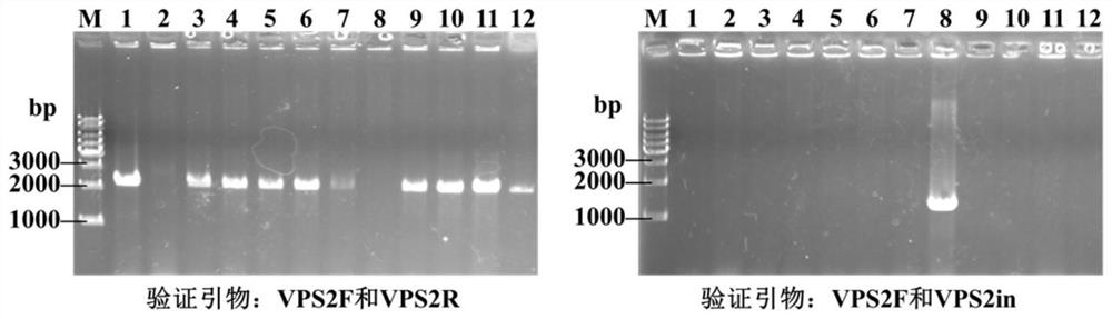 Bacterial strain with self-flocculation capability as well as preparation method and application of bacterial strain