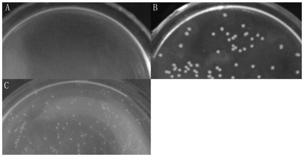 Natural strain for producing pullulan and application of natural strain