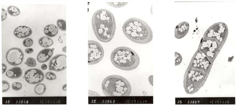 Natural strain for producing pullulan and application of natural strain