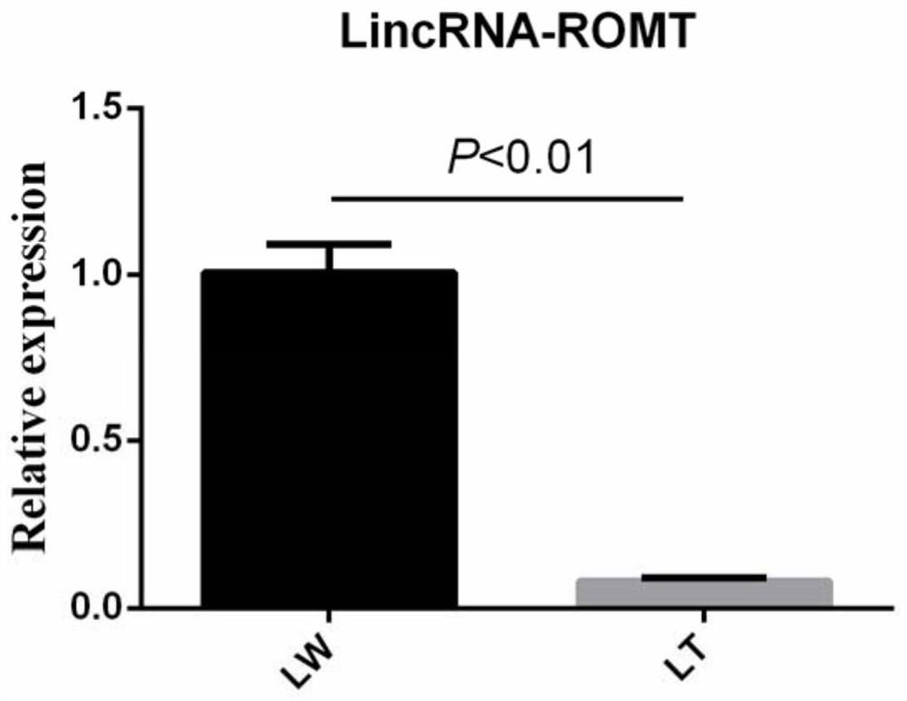 LncRNA marker related to porcine muscle fiber types and application of lncRNA marker