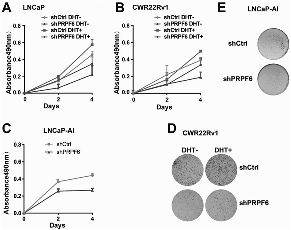 Application of prpf6 in the treatment of prostate cancer and castration-resistant prostate cancer