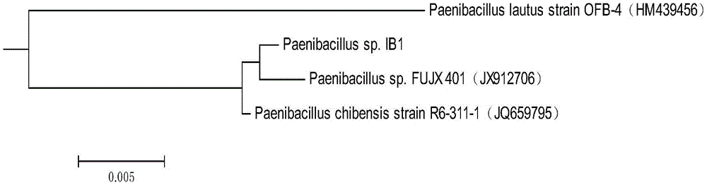 Paenibacillus and application thereof