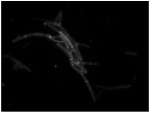 Application of 20-hydroxy molting hormone in promoting development of ophiocordyceps sinensis blastospores for generating hyphae