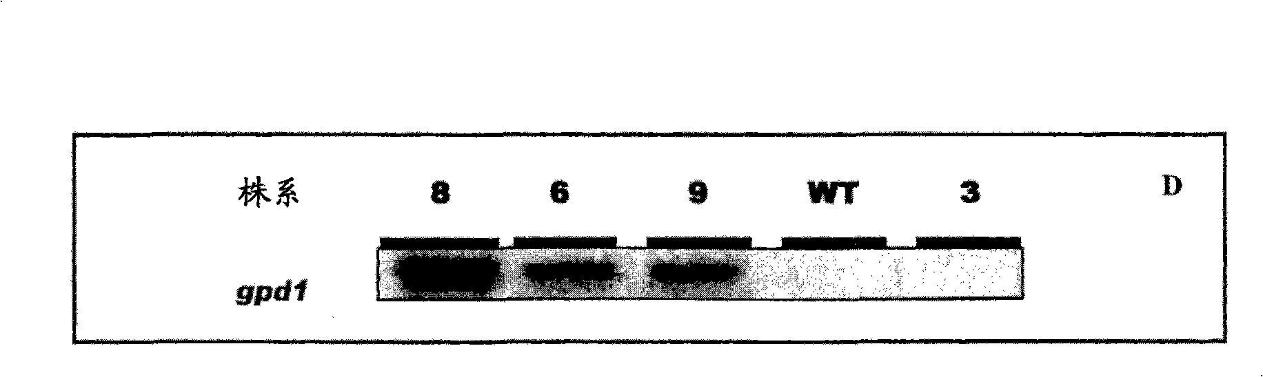 Method for increasing the total oil content in oil plants