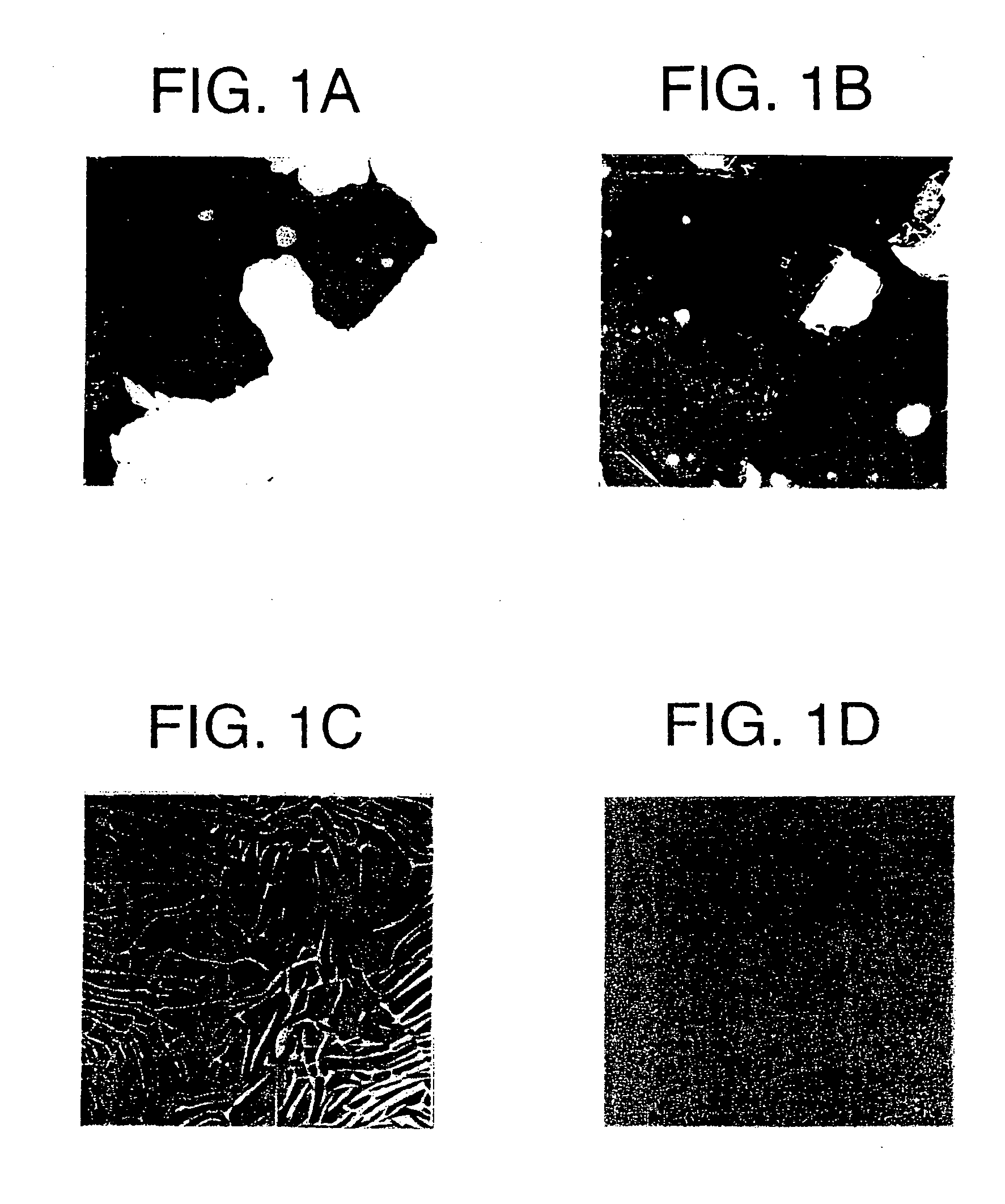 Transfer film, method for forming metal back layer, and display device