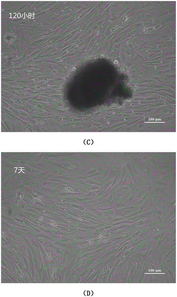 Turbot liver tissue cell in-vitro establishing method and application thereof
