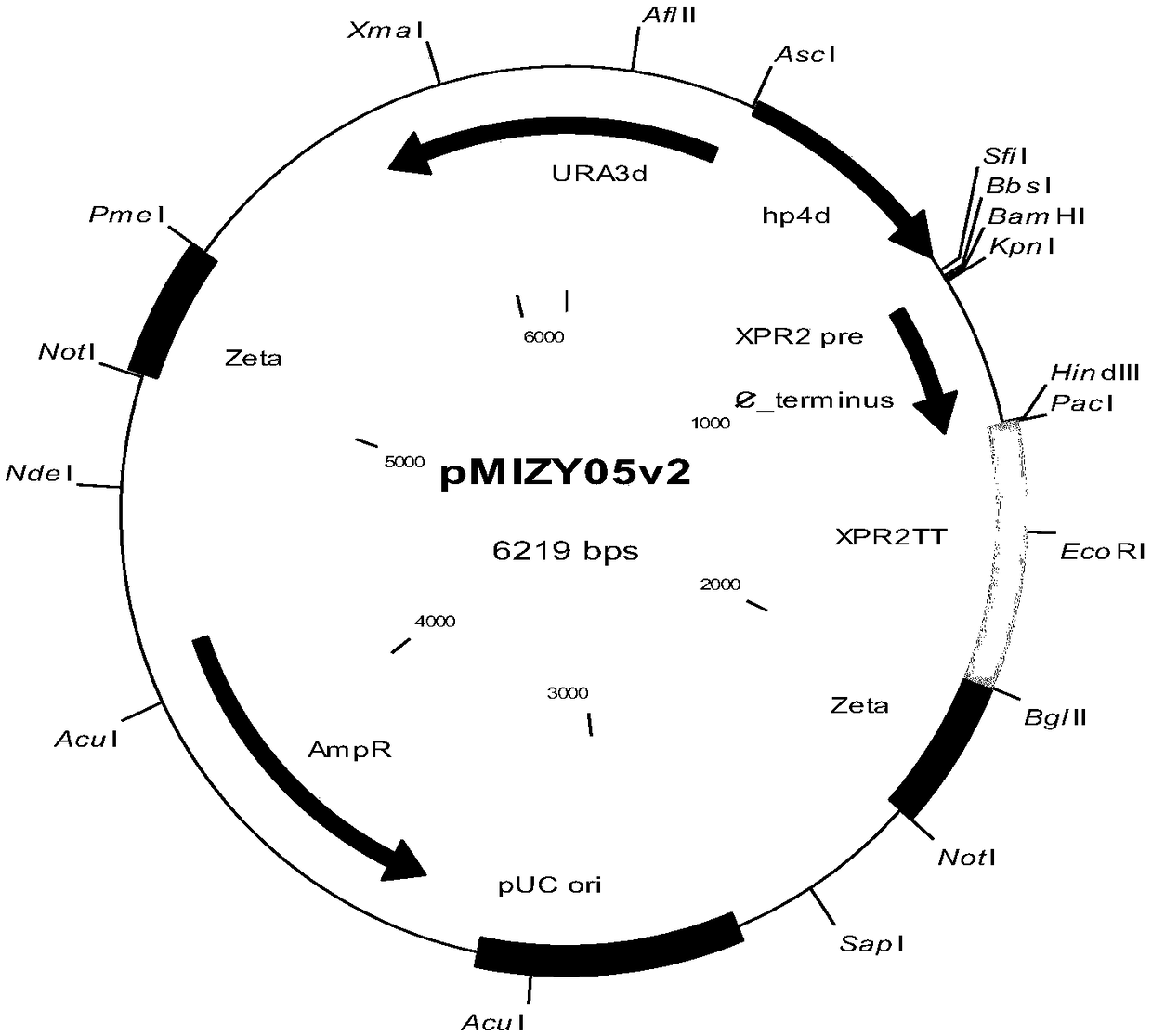 Recombinant saccharomycetes with soybean hull peroxidases displayed on cell surfaces as well as construction method and application of recombinant saccharomycetes