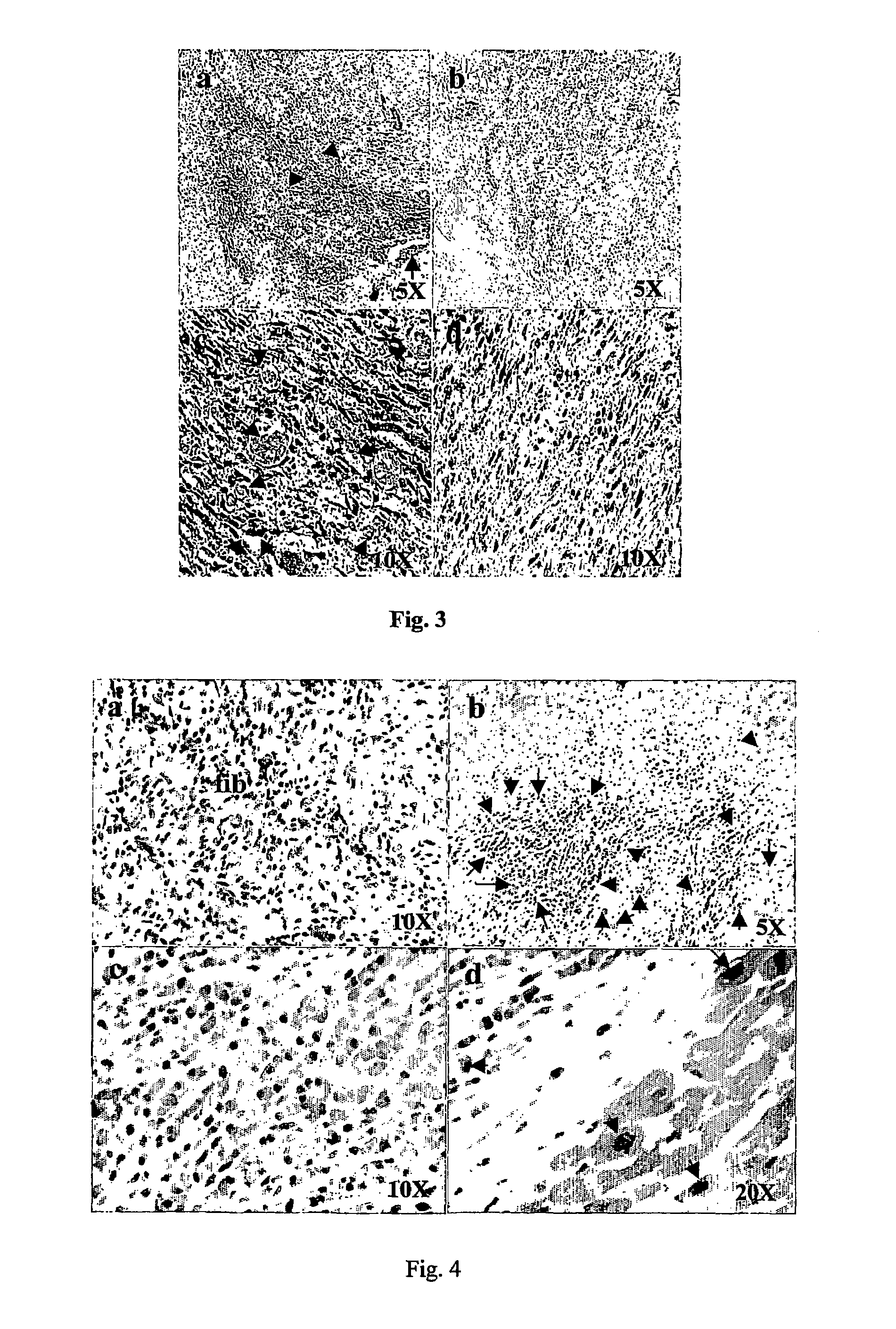 Compositions comprising organic extracts of <i>Geum japonicum thunb </i>var. and the use thereof
