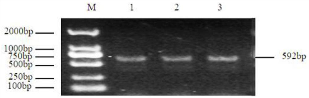 SNP molecular marker influencing birth weight of alpine merino and application thereof