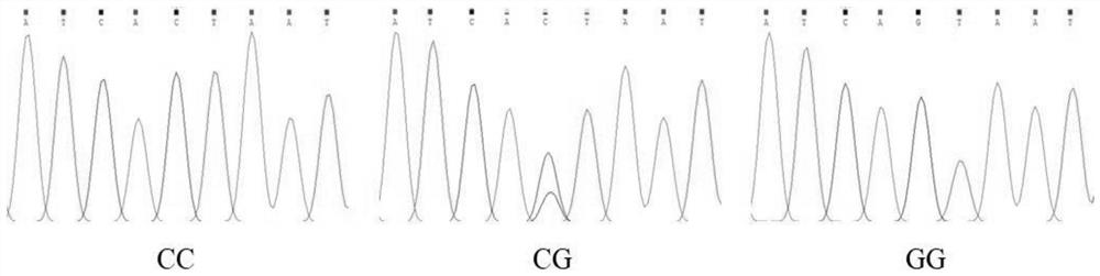 SNP molecular marker influencing birth weight of alpine merino and application thereof