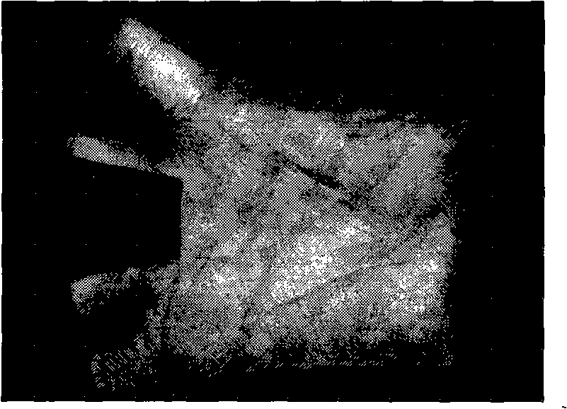 High precision palm print recognition method based on two-dimensional quadrature Log-Gabor filtering