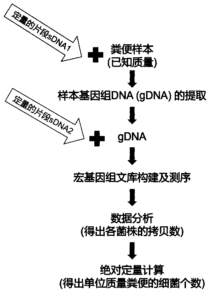 Metagenome absolute quantitation method