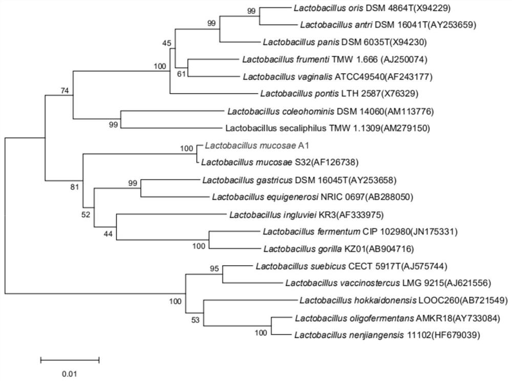 Lactobacillus mucosa of human origin and use thereof