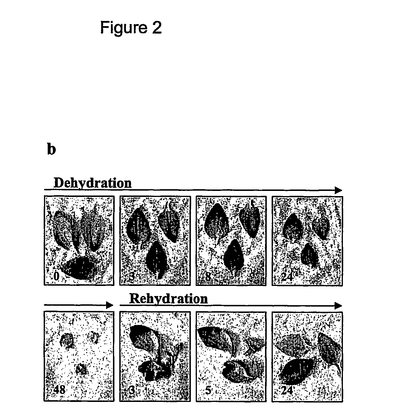 Expansin Polypeptides