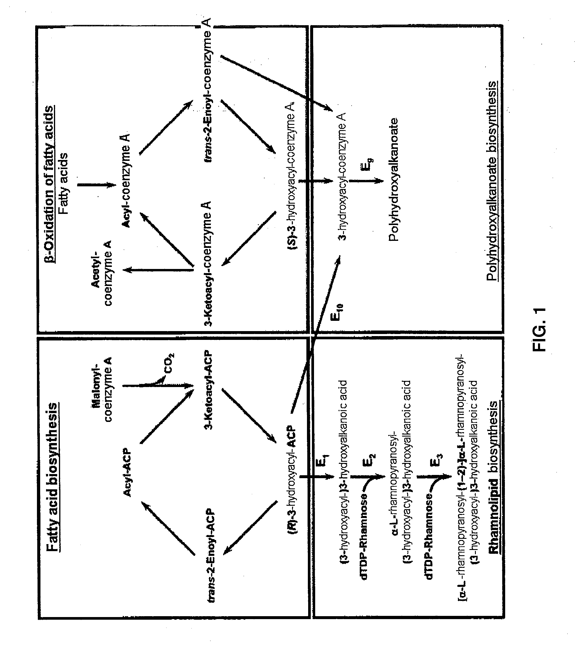 Cells and methods for producing rhamnolipids