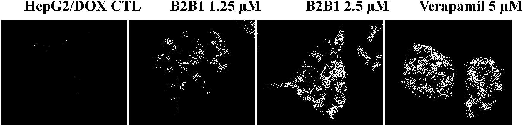 23-hydroxy betulinic acid derivative as well as preparation method and application thereof