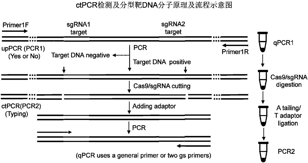 DNA detection and analysis method based on Cas9 nuclease and application thereof