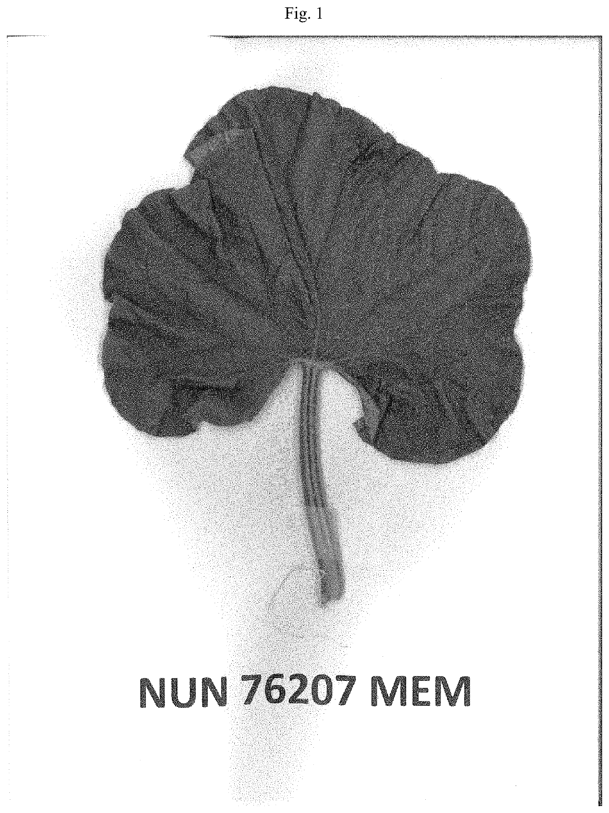 Melon variety NUN 76207 MEM