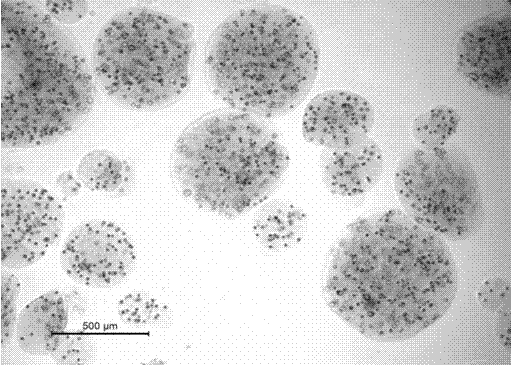 A kind of cell-gel material composite microsphere and its preparation method and application