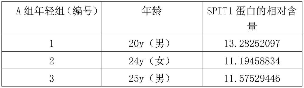 Skin aging protein marker-SPIT1 protein and non-invasive extraction method thereof