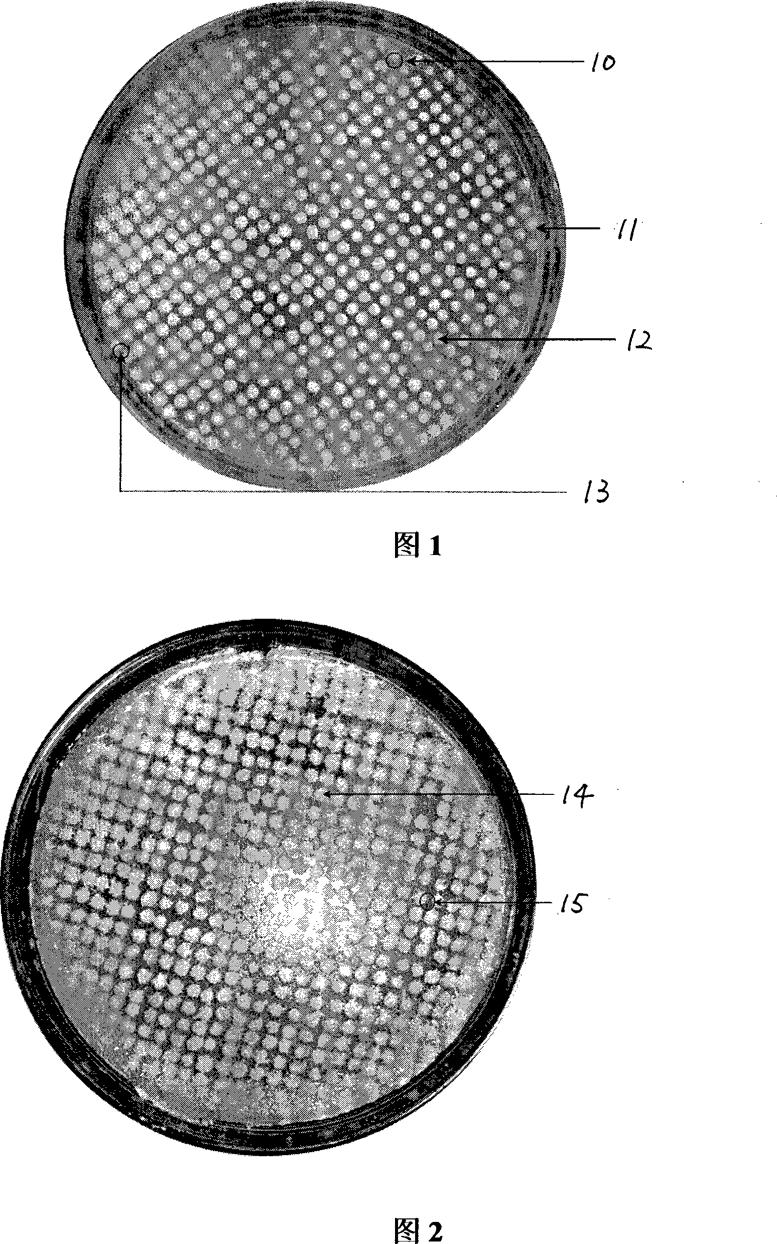 Flat-plate bacterial colony photographic reprinting apparatus and method