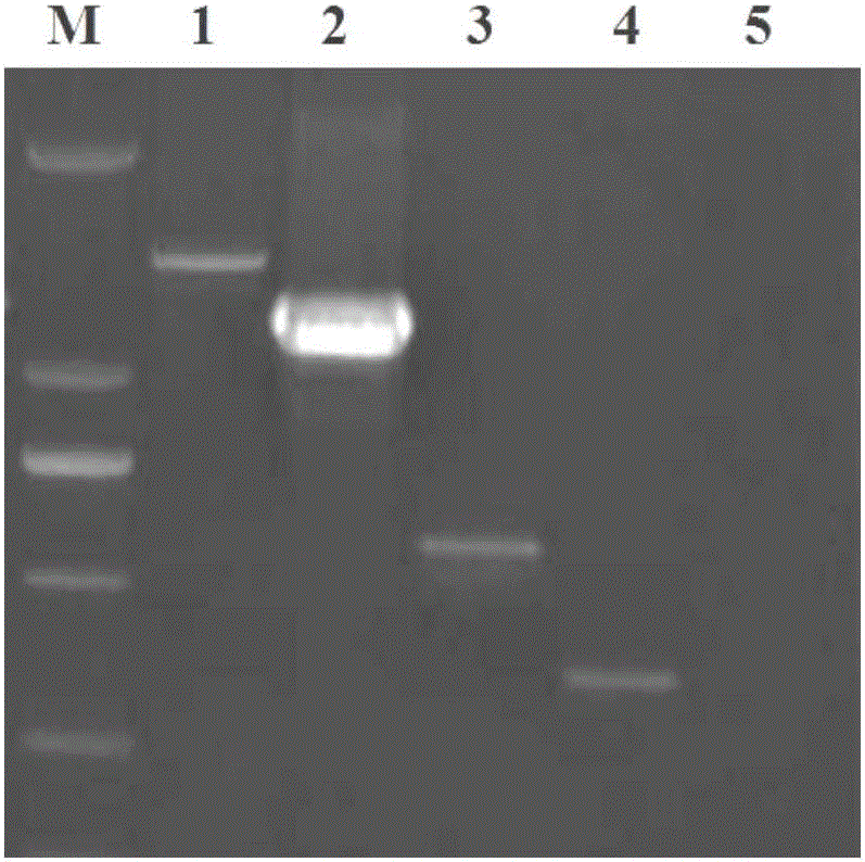 Multi-PCR (Polymerase Chain Reaction) method for synchronously detecting four chilli viruses