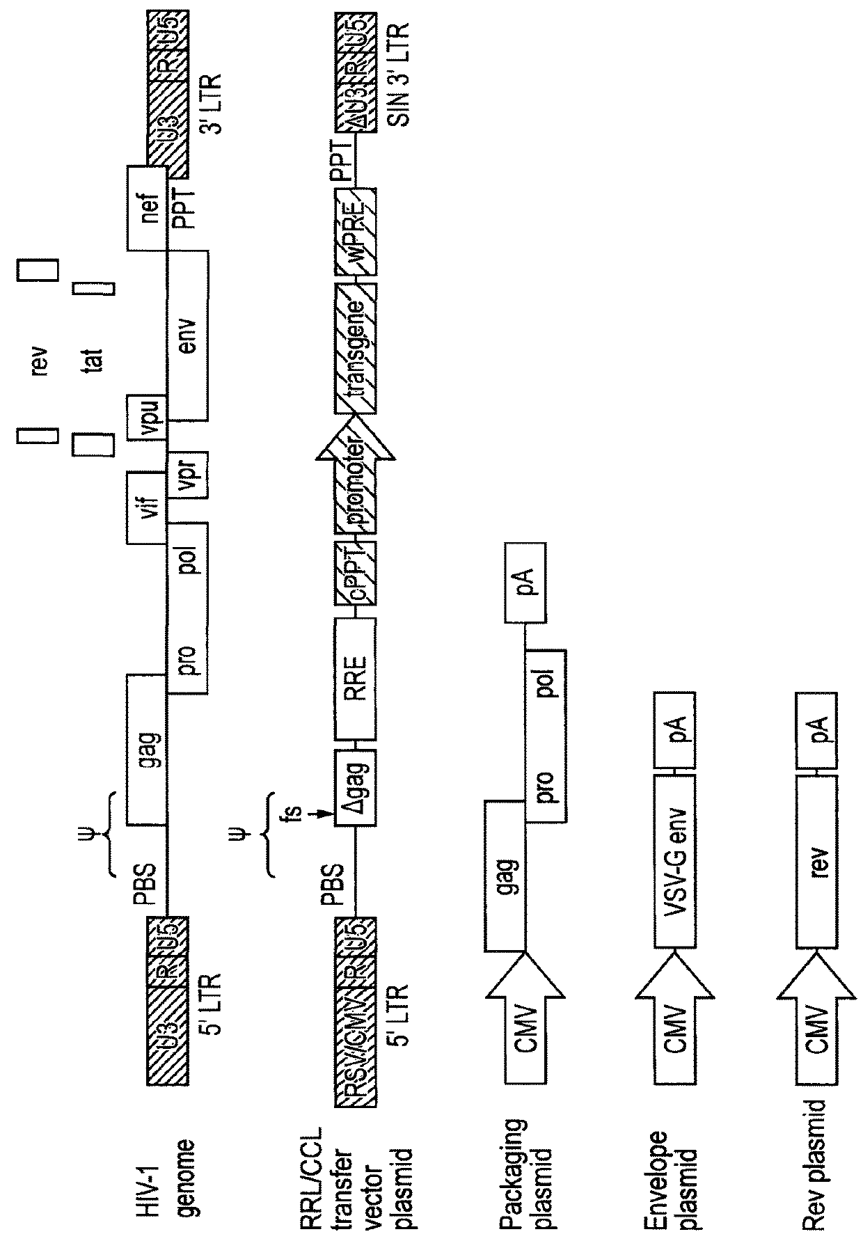 Retroviral vectors