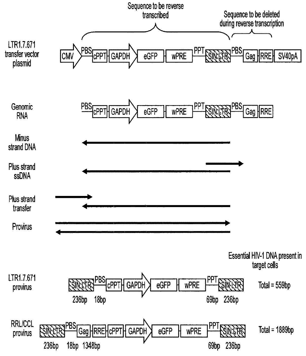 Retroviral vectors