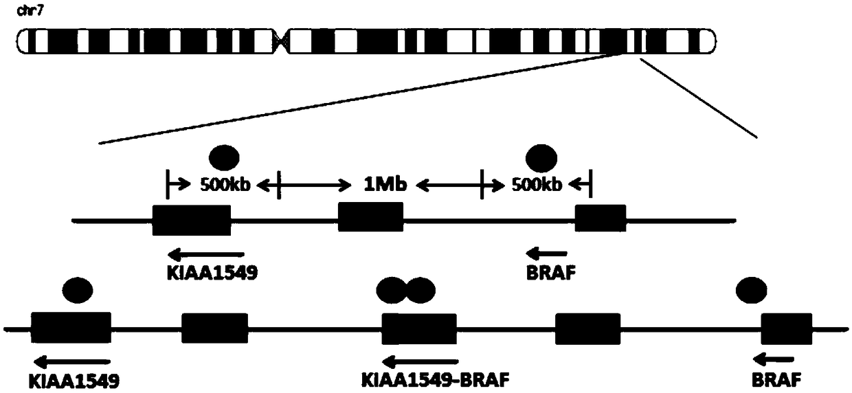 Fluorescence in situ hybridization probe for detecting KIAA1549-BRAF fusion gene and preparation method and application thereof