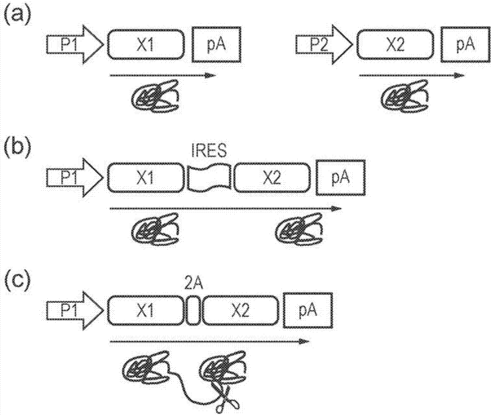 Nucleic acid construct