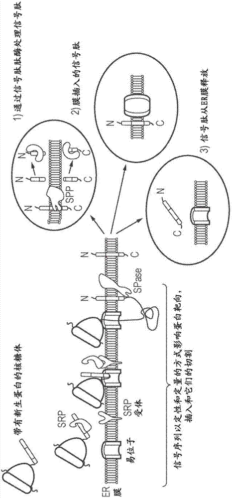 Nucleic acid construct