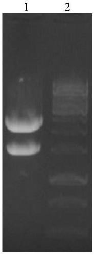 Immunoliposome based on Nrdp1 gene RNAi and miR-494 and application thereof