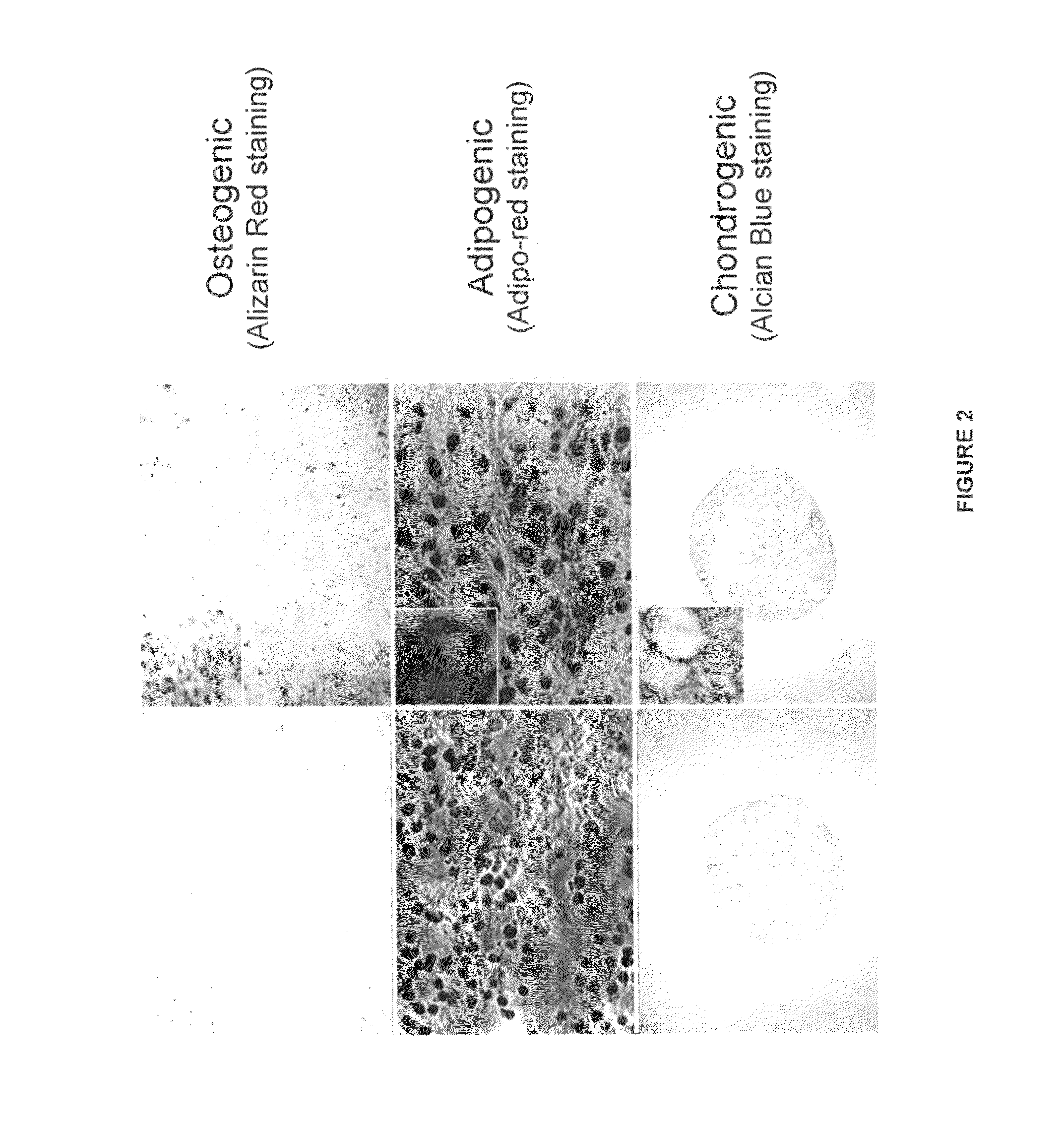 Spontaneously immortalized multiponent mesenchymal cell-line derived from mouse subcutaneous adipose tissue: tool for regenerative medicine and bioactive molecules and/or drugs screening