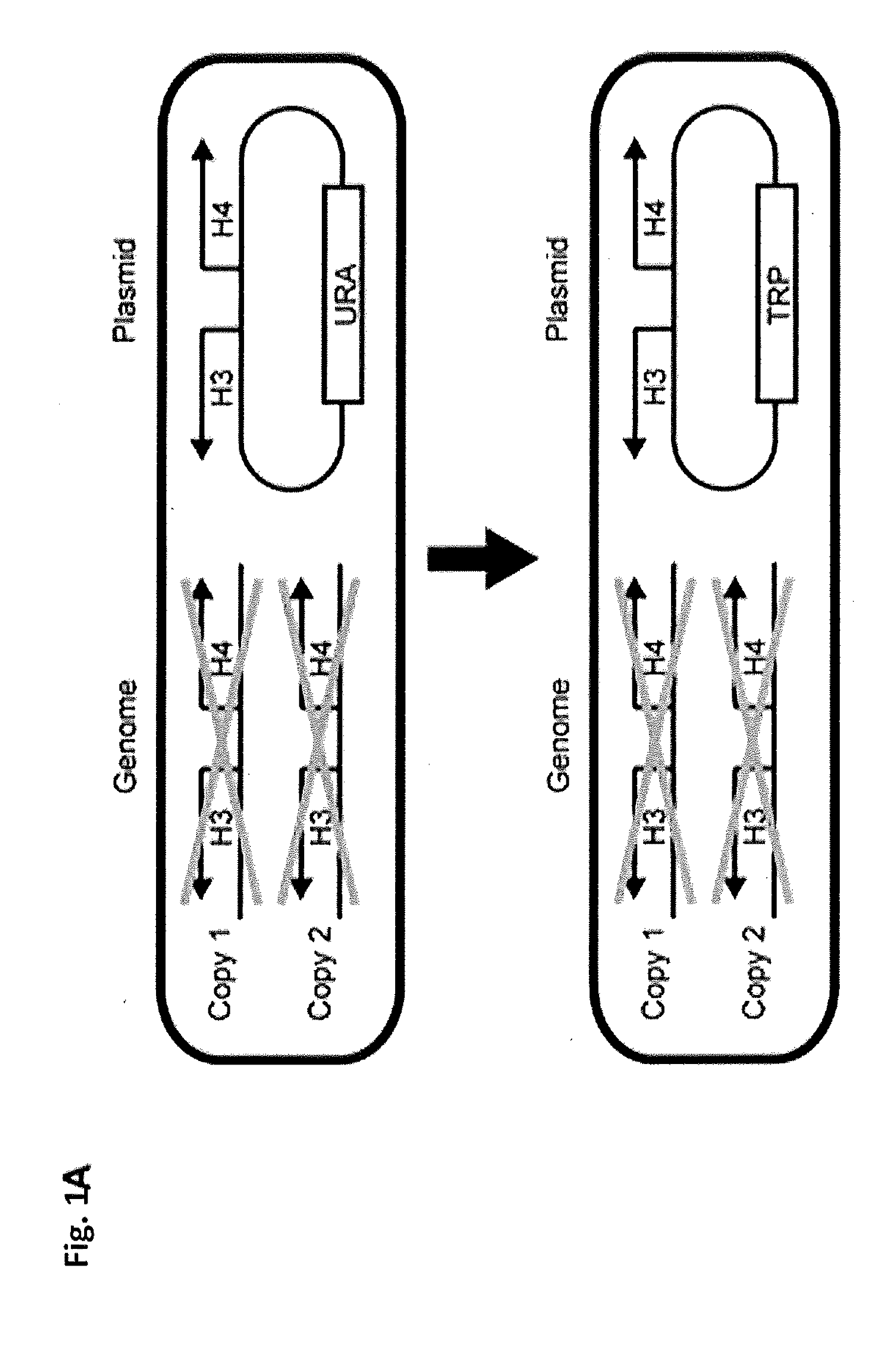 Compositions and Methods for the Identification and Use of Epigenetic Markers Useful in the Study of Normal and Abnormal Mammalian Gametogenesis