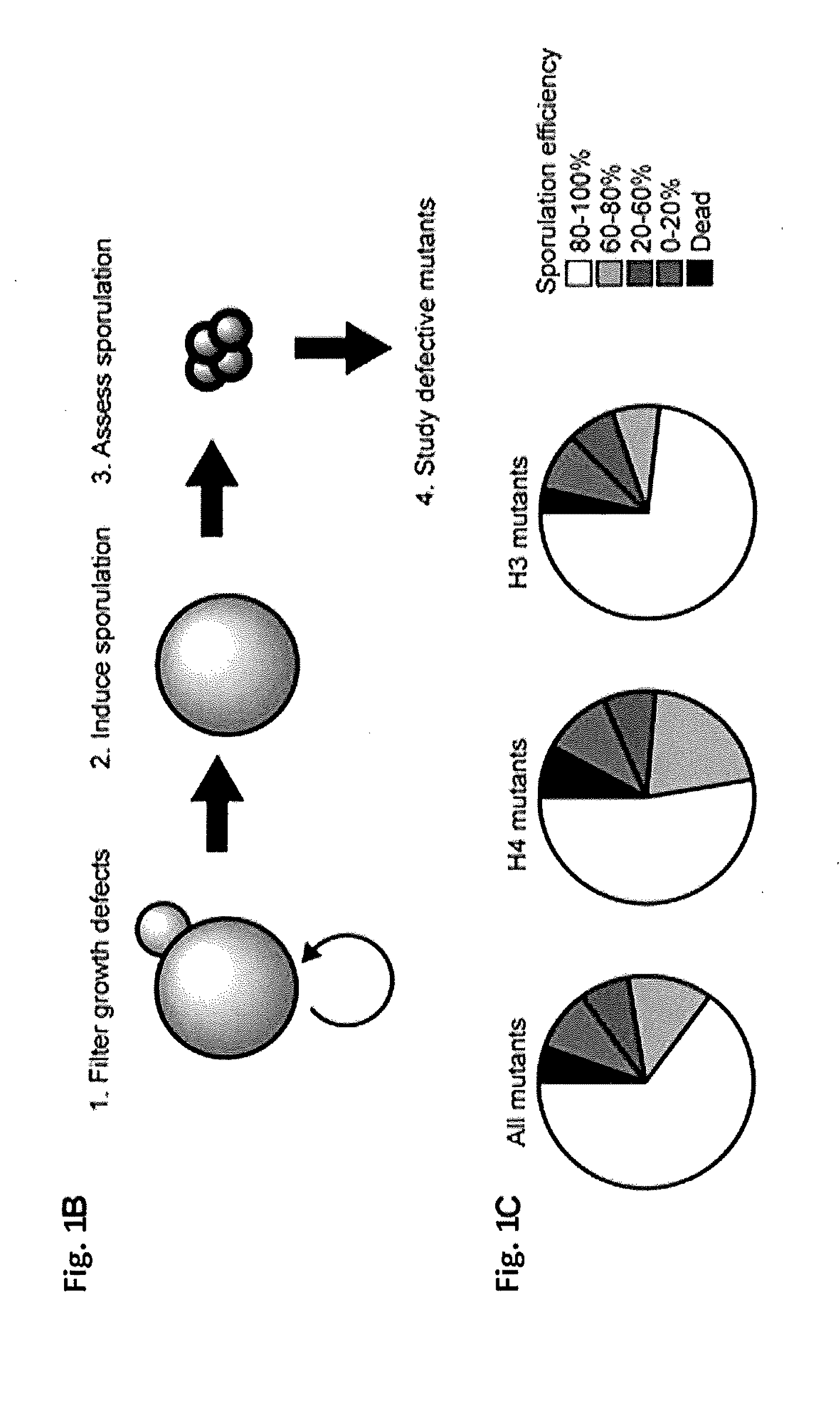 Compositions and Methods for the Identification and Use of Epigenetic Markers Useful in the Study of Normal and Abnormal Mammalian Gametogenesis