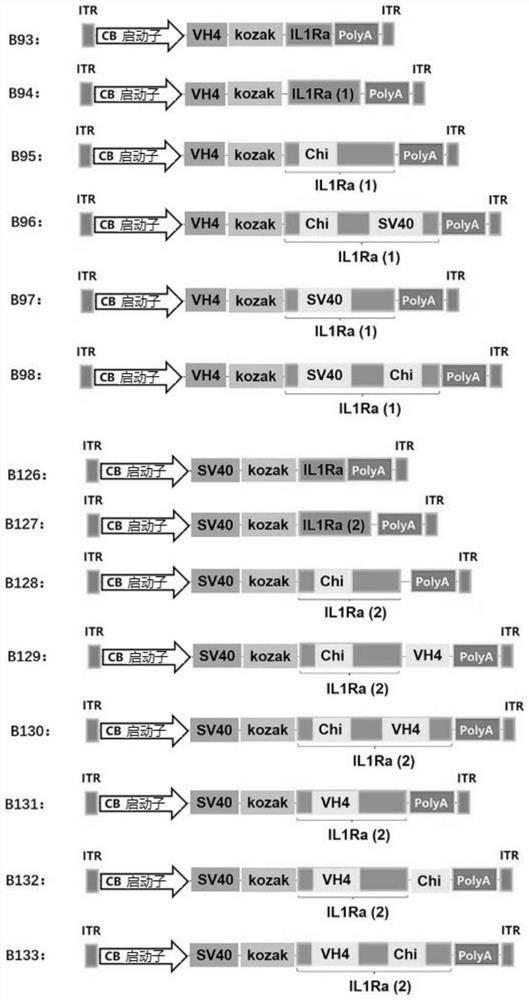 Expression cassette of interleukin-1 receptor antagonist protein and AAV-based gene delivery system