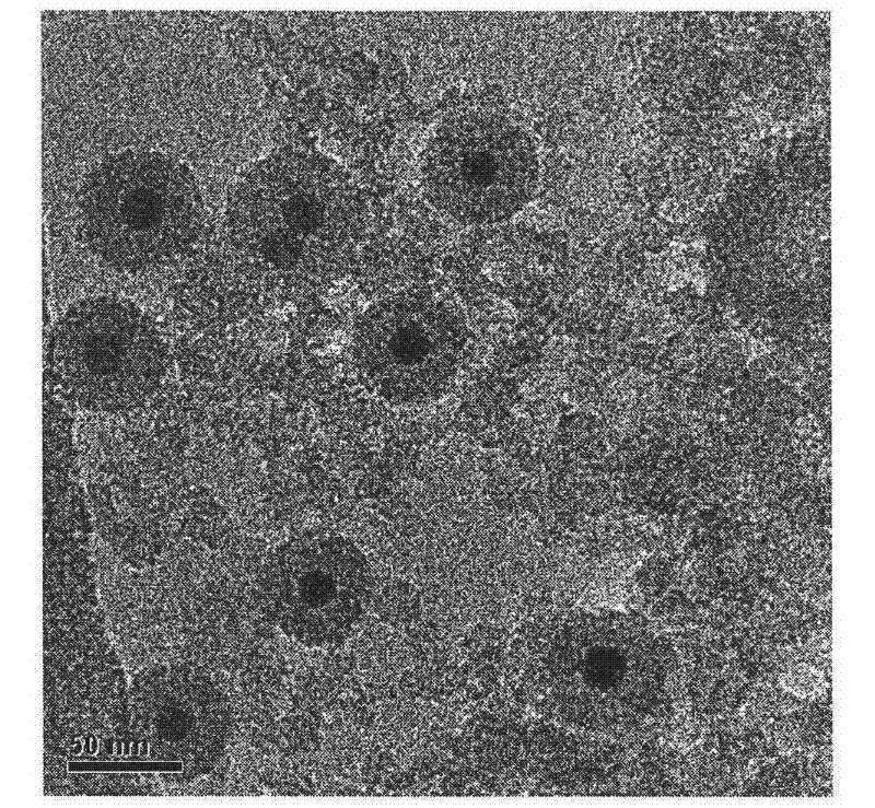 Preparation method of SPIO.SiO2-WGA (Wheat Germ Agglutinin) intestinal wall targeting contrast agent