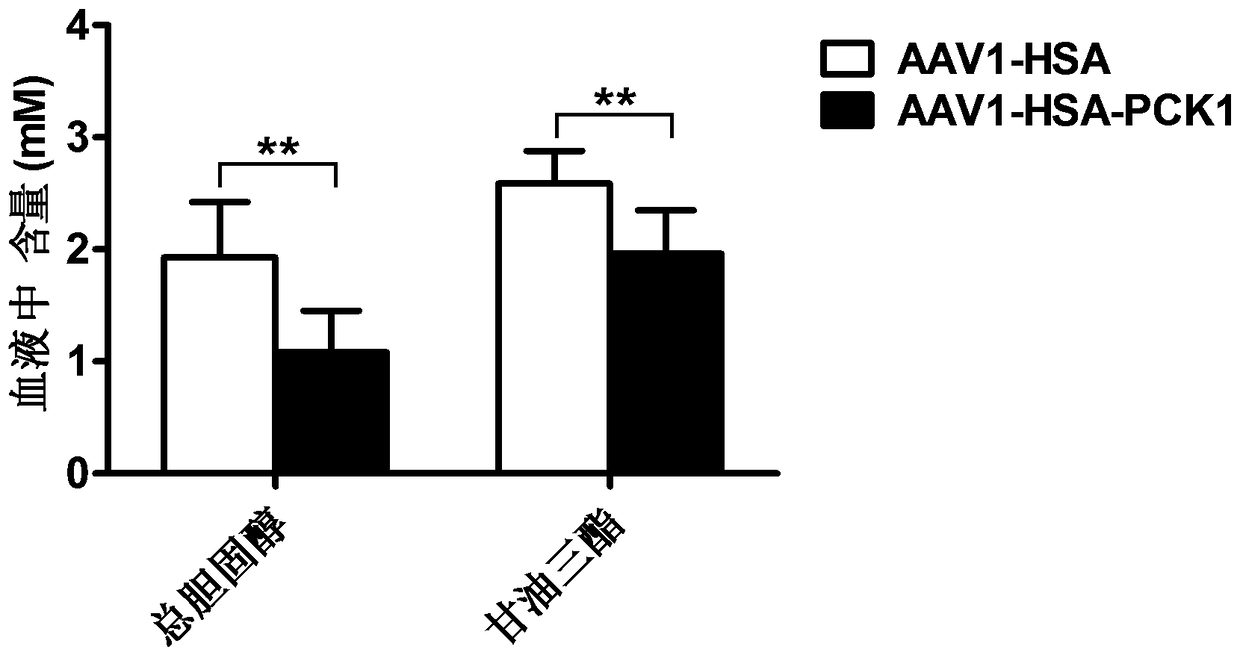 AAV1 virus medicated PCK1 gene expression vector with skeletal muscle specificity and application thereof