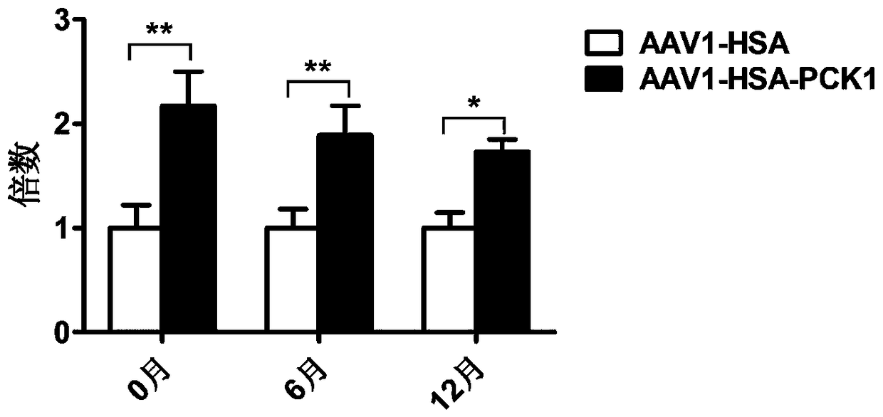 AAV1 virus medicated PCK1 gene expression vector with skeletal muscle specificity and application thereof