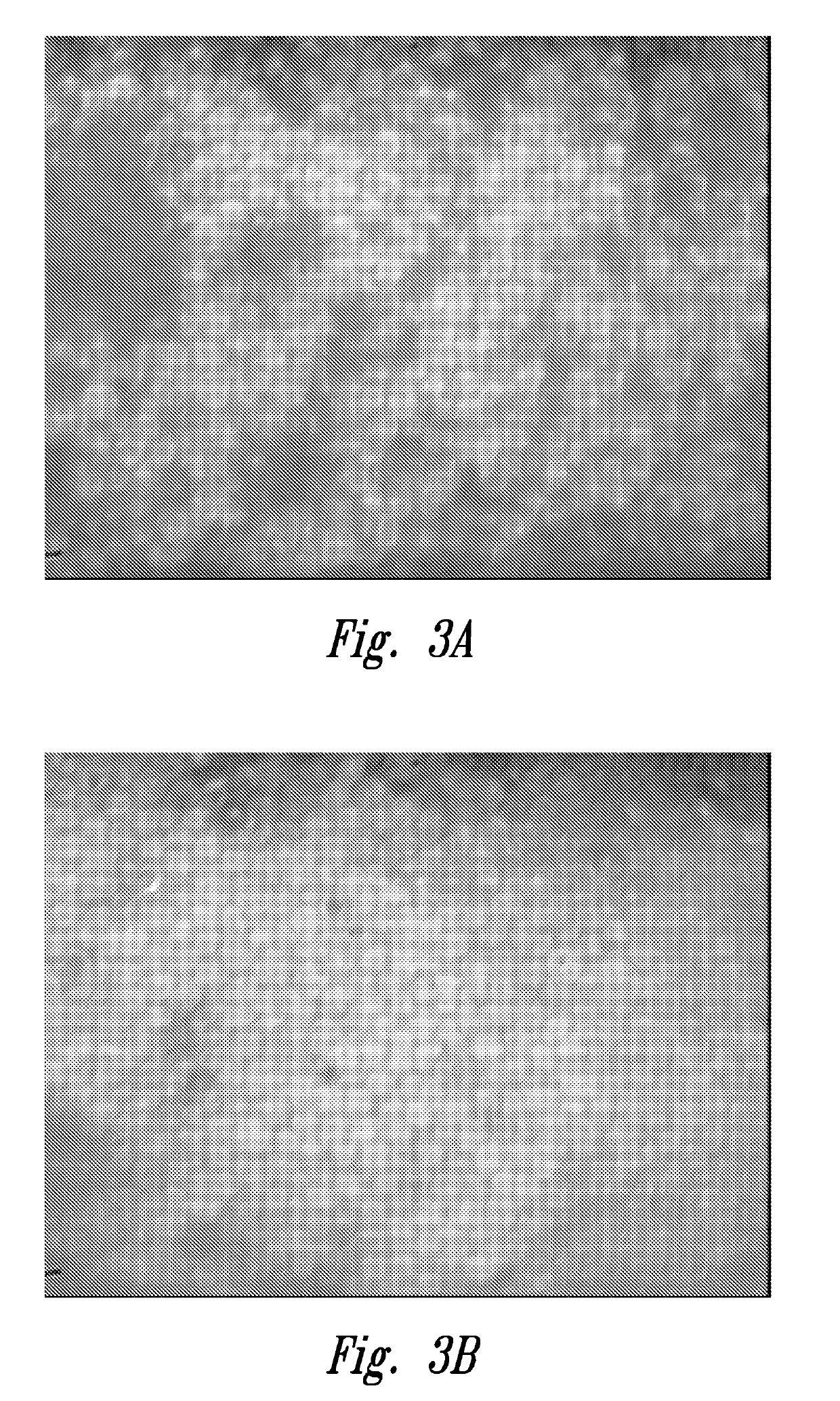 Method for assessing corneal tissue quality and endothelial cell density and morphology