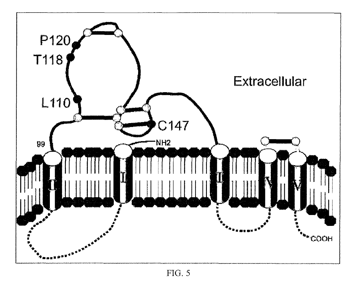 Epitope of hepatitis B virus surface antigen and binding molecule specifically binding to same for neutralizing hepatitis B virus