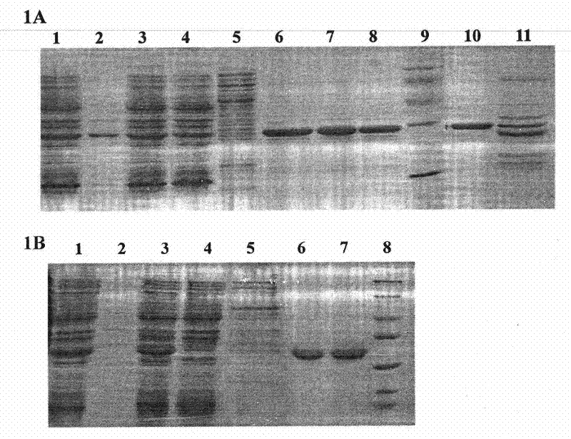 Preparation method of recombinant Fas-associated death domain protein and application thereof
