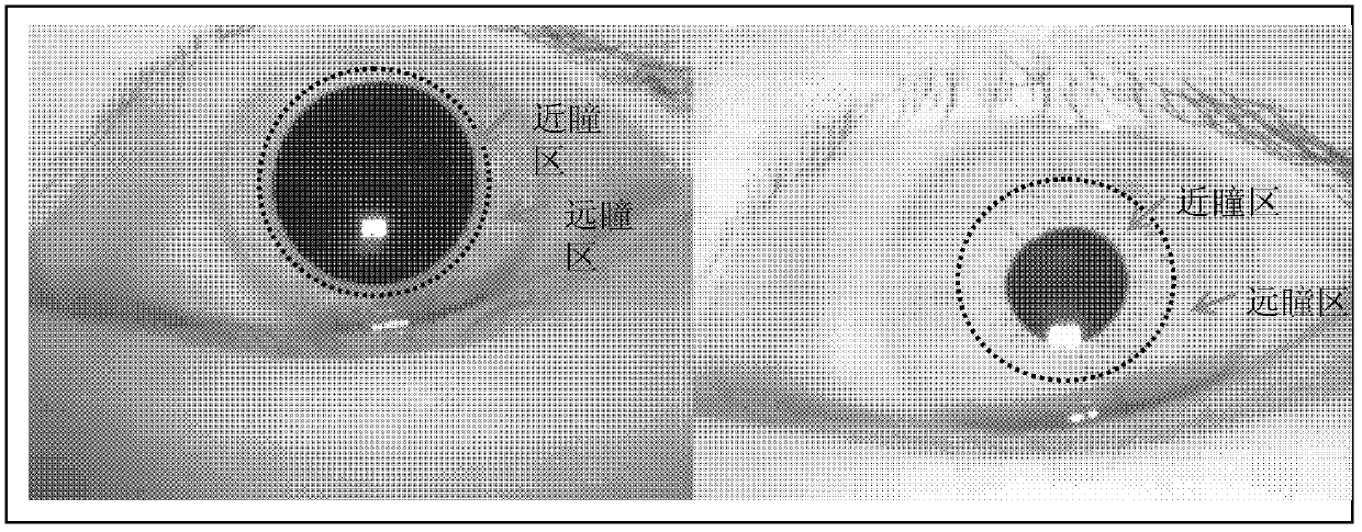 Iris texture normalization method based on dual-spring model