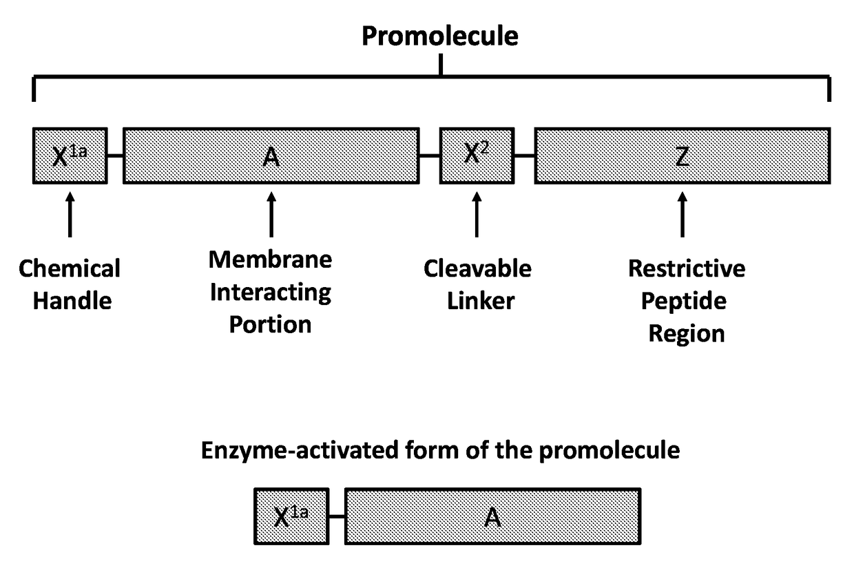 Activatable membrane-interacting peptides and methods of use