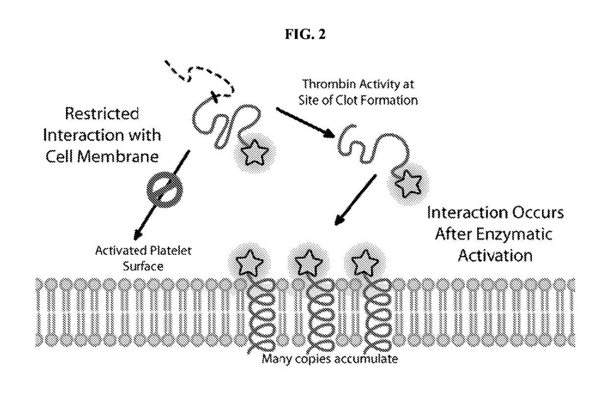 Activatable membrane-interacting peptides and methods of use