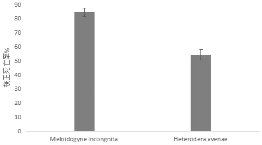 A strain of Bacillus lysinus for preventing and controlling plant nematodes and its application