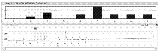 TERT gene polymorphism detection kit through pyrosequencing method, and method thereof