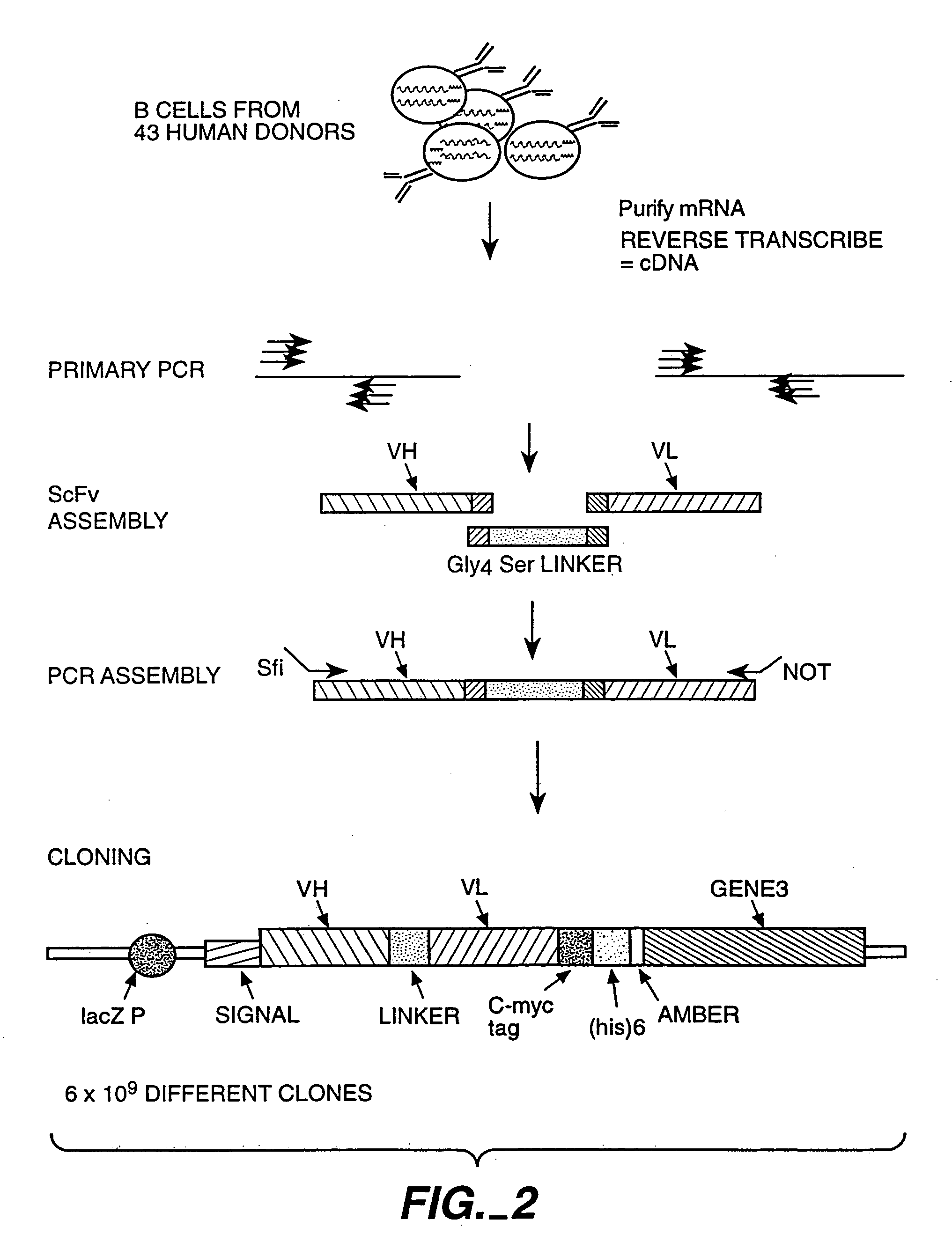 Agonist antibodies