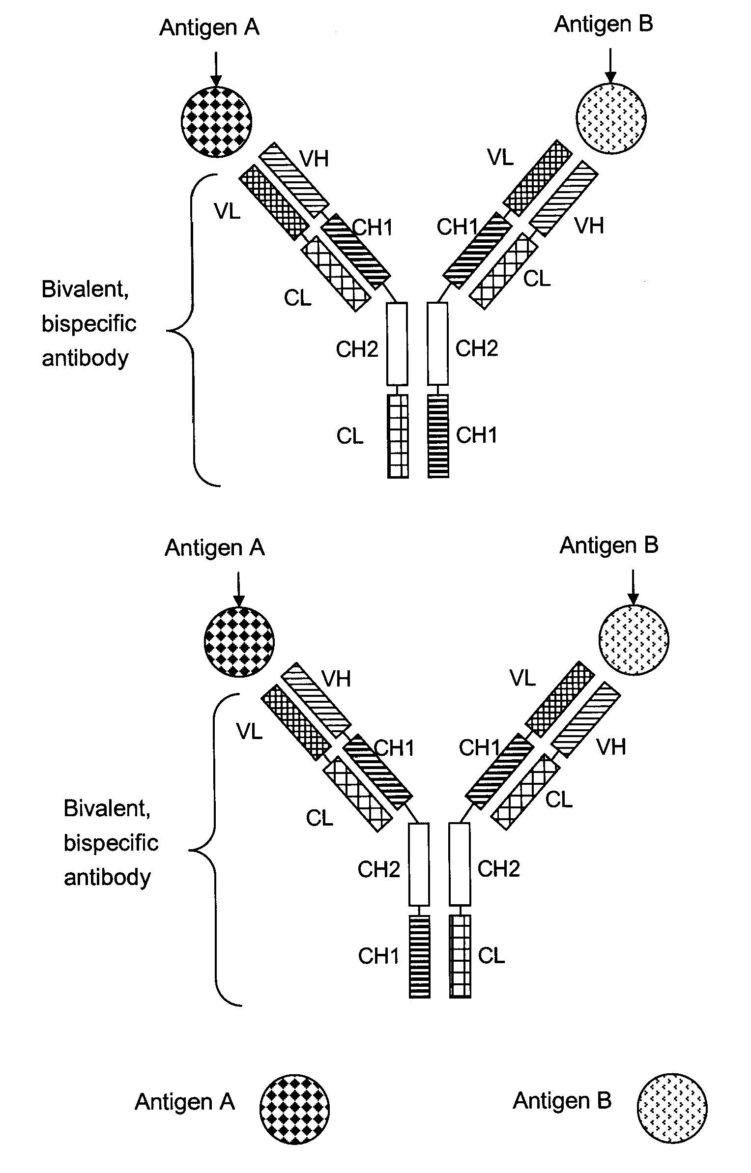 Bivalent, bispecific antibodies