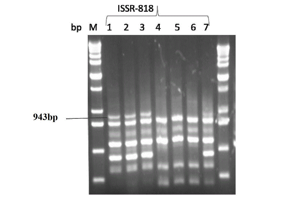Method for identifying or assisting in identifying mating types of Lepista sordid protoplast monokaryons and special primer pairs IS-818 thereof